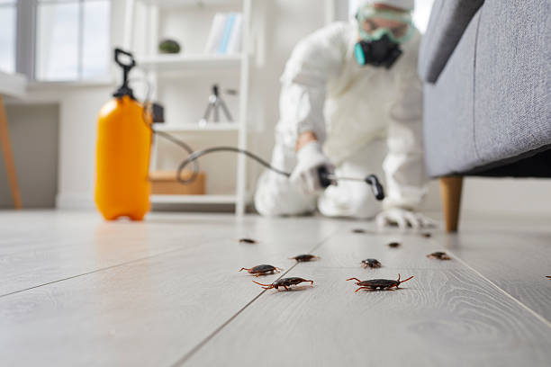 Commercial Rodent Management in Livingston